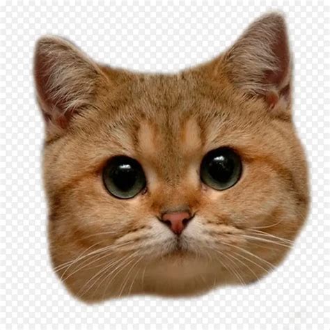 pngpng png