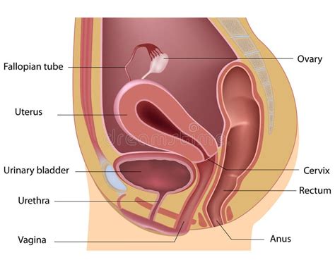 Anatomia Do Canal Vaginal - RETOEDU