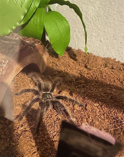 arisa vurr (u/sugar-fairy) - Reddit