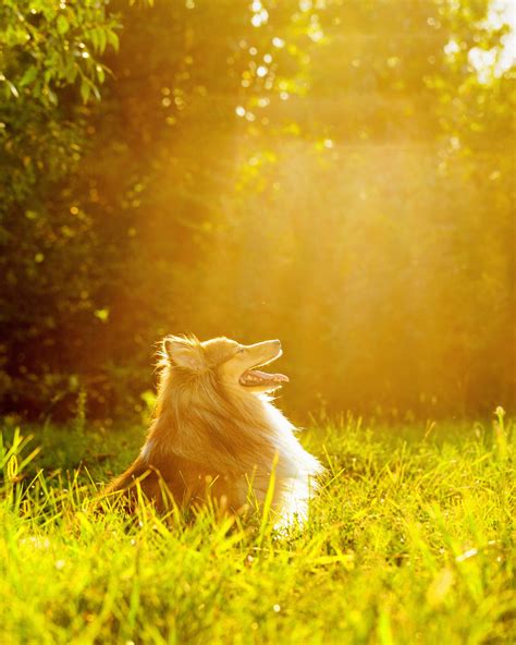 pets   animals  behance