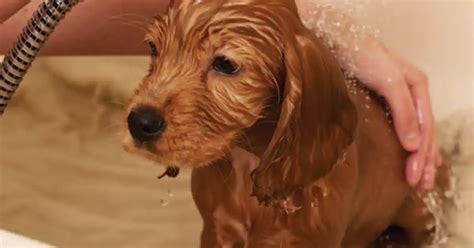 Why has my dog's coat become dull? - Your Dog