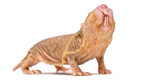 naked mole rat naked mole rats  evolved  feel pain differently