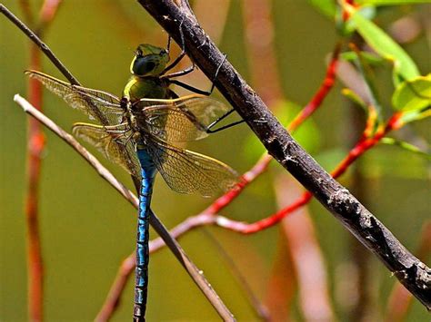 picture dragonfly dragonflies wings bugs insects