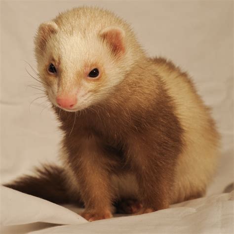 Ferret As A Pet Uk at Arline Cooke blog