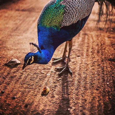 peacock  africa aleck cartwright
