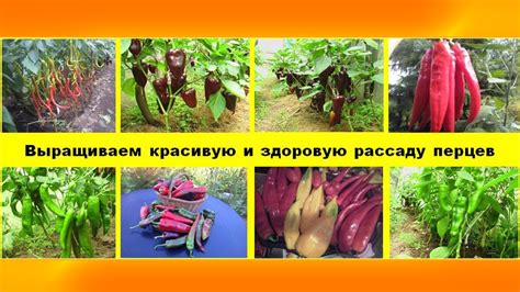 Пикировка рассады перцев - YouTube