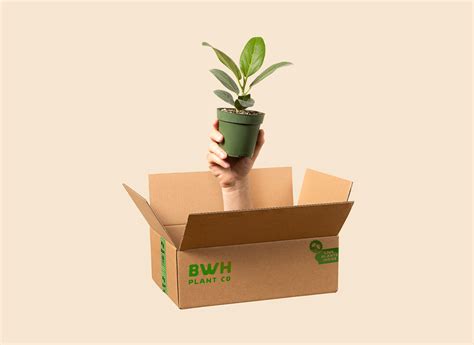 Plant Surprise – BWH Plant Co