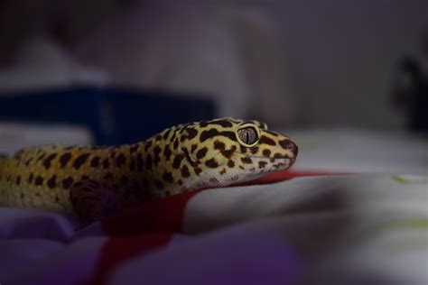 Lorenzo the Leo : r/reptiles