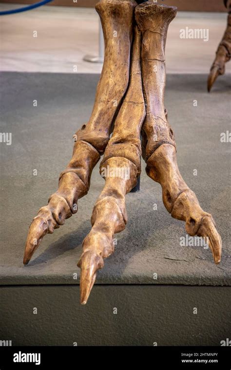 T rex skeleton foot hi-res stock photography and images - Alamy