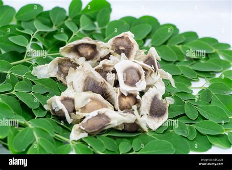Moringa Seed High Resolution Stock Photography and Images - Alamy