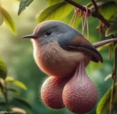 bird  balls blank template imgflip