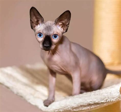 cats  hypoallergenic  cincinnati  carey animal hospital
