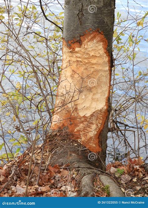 Beaver Teeth Marks on Tree at Dryden Lake NYS FLX Stock Image - Image