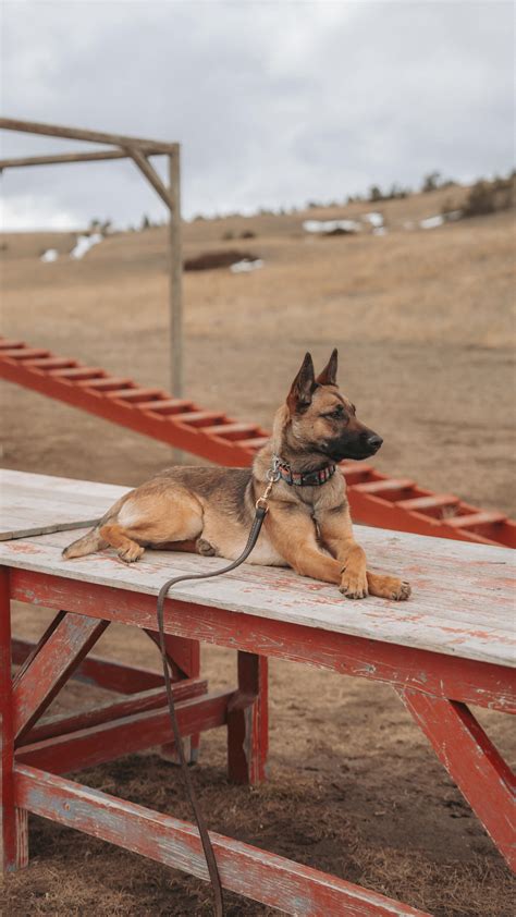 Tracking is one of the most essential skills we build into our dogs
