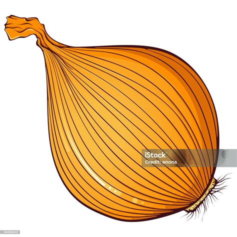 onion color stock illustration  image  art art