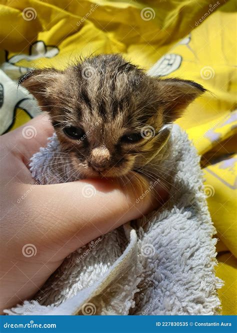 Cute wet kitty :3 stock image. Image of summer, kitty - 227830535