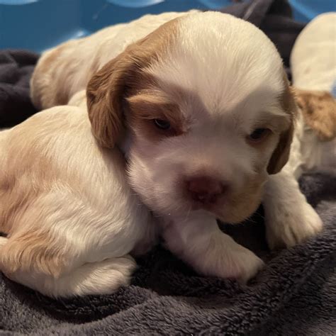 Rev Asmr ☁️ (stay for the tingles) on Twitter: "@solitaryasmr I know