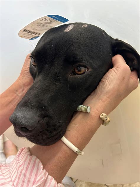 animal shelter in manhattan kansas 6