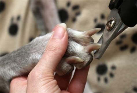 5 Nail-Cutting Secrets For Dog Parents To Avoid The Chop