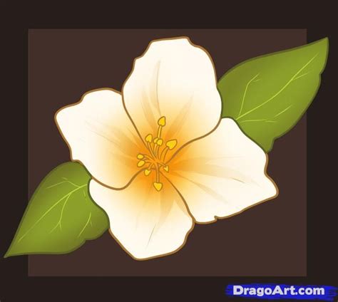 draw jasmine flower kids drawing lessons