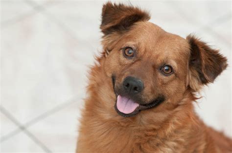 Free Images : puppy, pet, vertebrate, adorable, dog breed, domestic ...