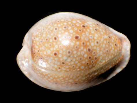 genus naria observationorg