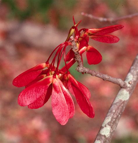 Red Maple Fruit