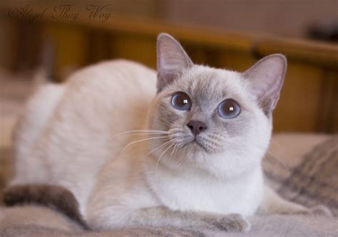 Тайские Котята Окрасы Фото — Фото Картинки