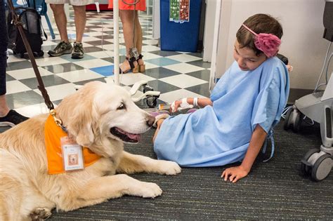 Interesting Facts about Therapy Dogs - Doglopedix