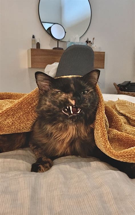 scrunge baby rscrungycats