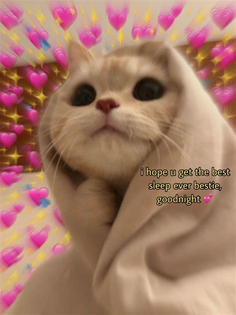 cat cute meme