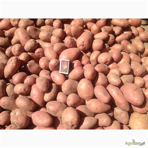 Картофель Ароза Фото — Mixyfotos.ru