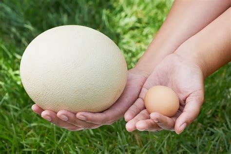Do Ostrich Eggs Have More Protein