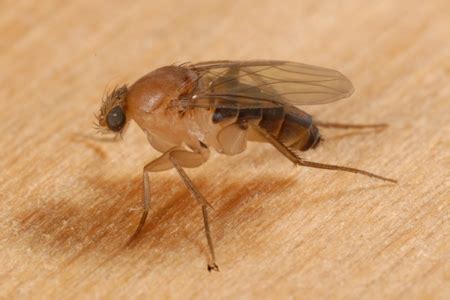 phorid flies facts information hulett pest control