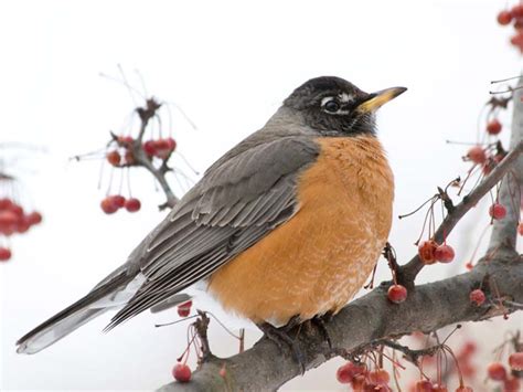 robin american chicago botanic garden