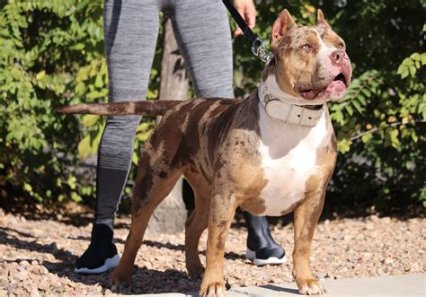 Chocolate Tri Pitbull