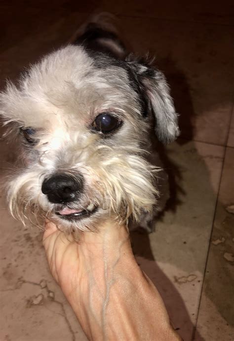 Dog for Adoption - Hypoallergenic Mini Schnauzer Shihtzu, a Miniature