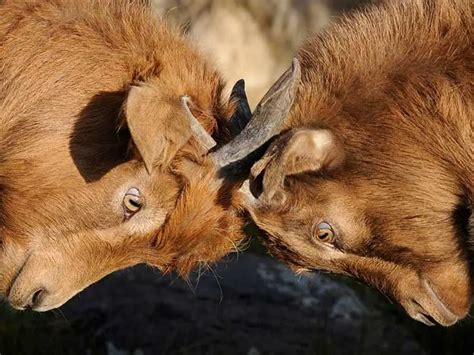 Why Do Goats Headbutt? (Affection / Play / Humans)