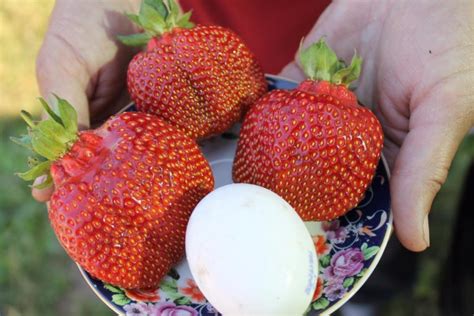 Лучшие сорта клубники: отзывы, фото, урожайность, характеристика и ...