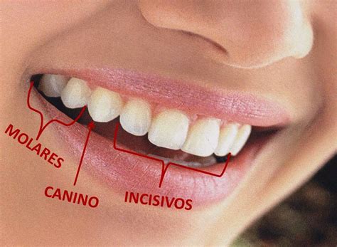 Qual É O Dente Canino - Quais São Os Dentes Caninos - NAZAEDU