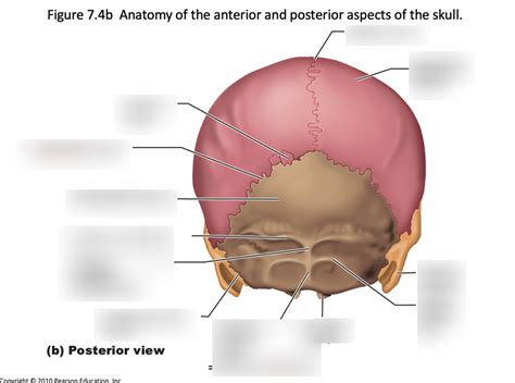 Posterior View of Skull Diagram | Quizlet