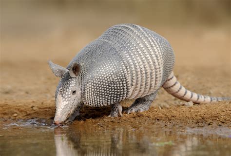 Tempo de Gestacao e Número de Filhotes do Tatu Galinha – Mundo Ecologia