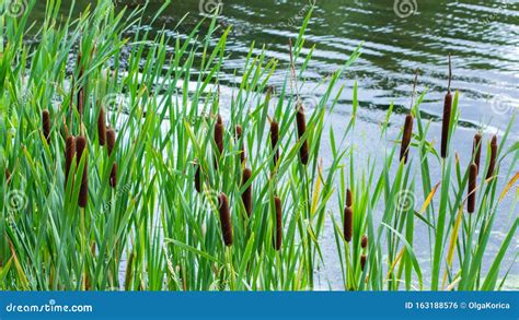 Fresh Cattail in the Pond, Backdrop Nature. Green Bulrush Leaves, Ripe ...