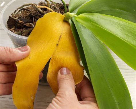 Orchid Leaves Turning Yellow: Common Causes And Remedies | Gardening