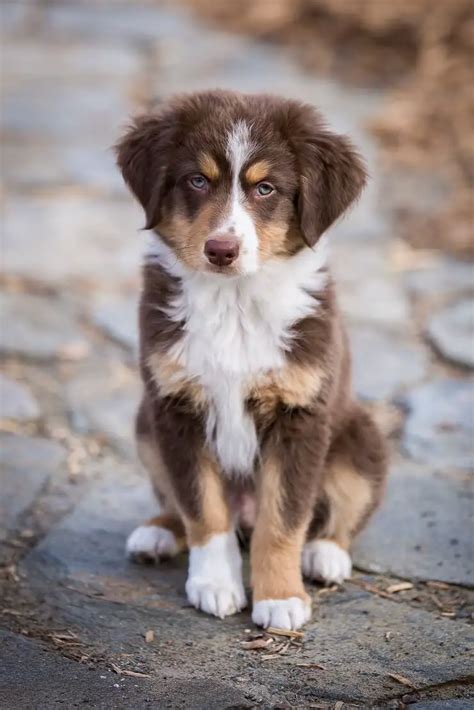 Are Miniature Australian Shepherds Good Family Dogs
