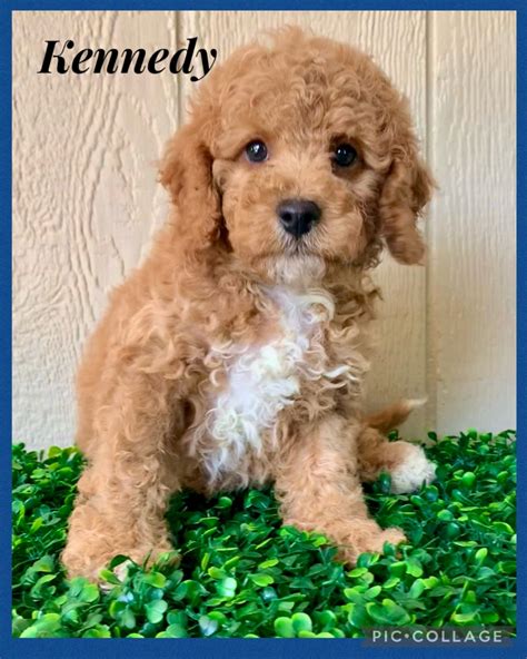 Cavapoo Puppies For Sale | Millersburg, OH #600685