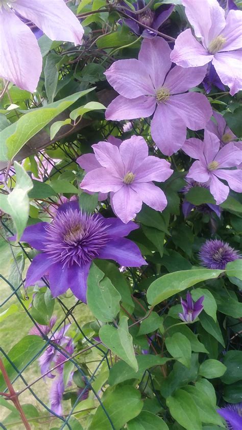 270 best Clematis images on Pholder | Gardening, Flowers and Botanical Porn