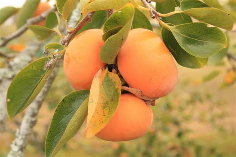 Best Zone 9 Fruit Trees for Shade (That Actually Fruit) – Food Forest ...