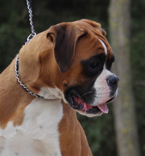 Quality, Healthy, Intelligent Companions Home - Paradise Ranch Boxers