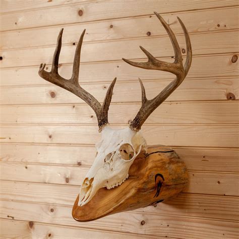 Premier 4X5 9 Point Whitetail Buck Deer Skull & Antlers European Log